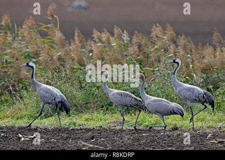 Grue cendrée (Grus grus), faune, Nationalpark Vorpommersche Boddenlandschaft, Mecklenburg-Vorpommern, Allemagne Banque D'Images