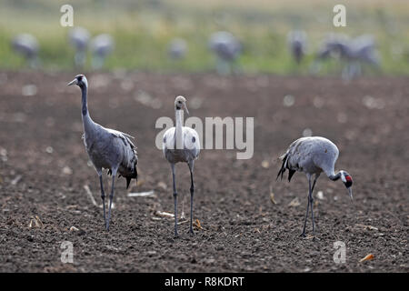 Grue cendrée (Grus grus), faune, Nationalpark Vorpommersche Boddenlandschaft, Mecklenburg-Vorpommern, Allemagne Banque D'Images