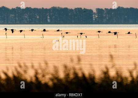 Grue cendrée (Grus grus), faune, Nationalpark Vorpommersche Boddenlandschaft, Mecklenburg-Vorpommern, Allemagne Banque D'Images