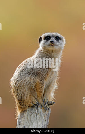 Meerkat (Suricata suricatta), les jeunes animaux en captivité, Banque D'Images