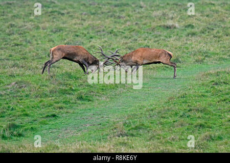 Red Deer (Cervus elaphus), saison du rut, captive Banque D'Images