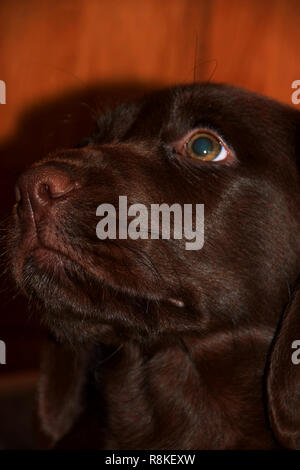 En bonne santé et joli labrador puppy portrait, chocolat labrador retriever chiot male portrait studio shot Banque D'Images