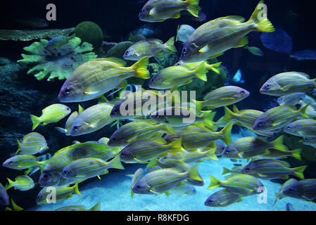 Bordée bleu poisson vivaneau / école de natation bleu bordée snapper la vie marine de l'océan sous-marine (Lutjanus kasmira) Banque D'Images