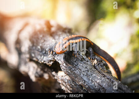 Bois Bois salamandre / faune salamandre crocodile reptile orange et noir tacheté animaux rares sur la forêt tropicale de haute montagne - autres noms salaman Banque D'Images