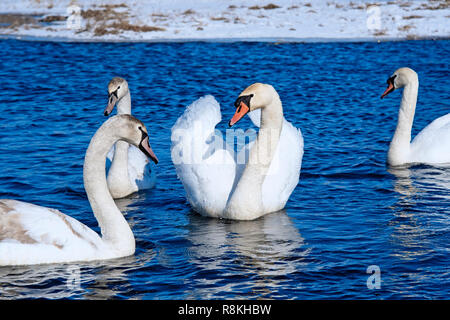 Swans reposant sur un fragment d'une rivière non gelé entouré par la neige et la glace dans un paysage d'hiver Banque D'Images