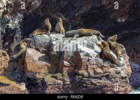 Les lions de mer sur les îles de Paracas au Pérou Banque D'Images