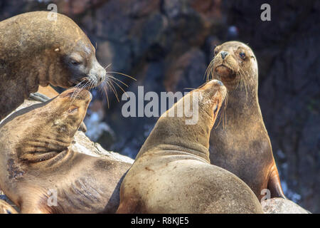 Les lions de mer sur les îles de Paracas au Pérou Banque D'Images