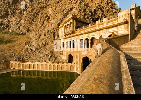 L'Inde, Rajasthan, Jaipur, bains de Galta Ji, Temple dédié au Dieu Singe Hanuman Banque D'Images