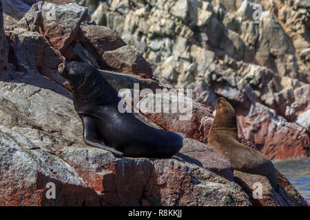 Les lions de mer sur les îles de Paracas au Pérou Banque D'Images