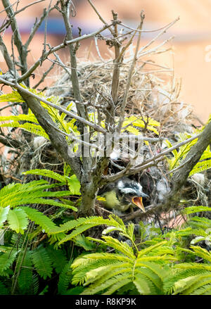 Tyran Quiquivi (Pitangus sulfuratus) cub dans le nid Banque D'Images