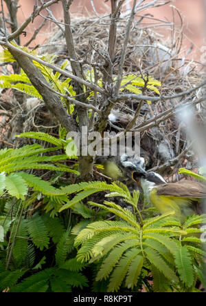 Tyran Quiquivi (Pitangus sulfuratus) nourrir son cub dans le nid Banque D'Images