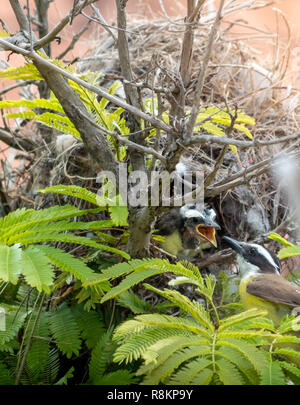Tyran Quiquivi (Pitangus sulfuratus) nourrir son cub dans le nid Banque D'Images