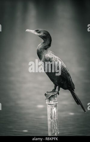 Oiseau noir brésilien nommé 'Biguá (Phalacrocorax brasilianus)' - noir et blanc Banque D'Images