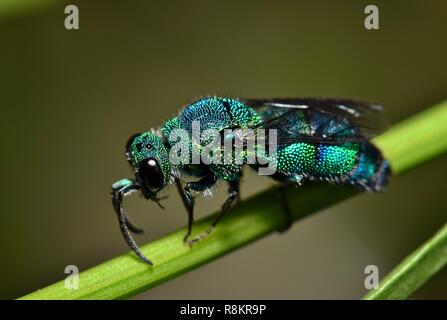 Une guêpe coucou vert couleur métallisée sur une tige de la plante. Remarque les détails complexes et les couleurs lorsque vu de près. Banque D'Images