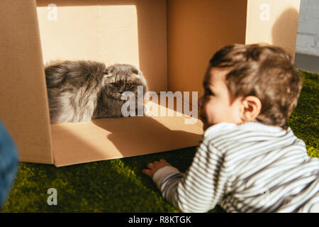 Focus sélectif de little smiling boy portant près de British longhair chat dans boîte en carton à la maison Banque D'Images