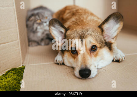Vue rapprochée d'adorables Welsh Corgi Pembroke fixant en boîte carton avec près de British longhair cat derrière Banque D'Images