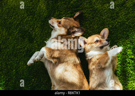 Portrait de deux adorables chiens Welsh Corgi portant sur pelouse verte Banque D'Images