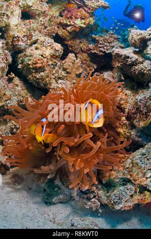L'Egypte, Mer Rouge, poissons clowns (Amphiprion bicinctus) dans une anémone Banque D'Images