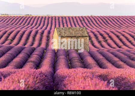 France, Alpes de Haute Provence, Parc Naturel Régional du Verdon, Puimoisson, maison en pierre au milieu d'un champ de lavande (lavandin) sur le Plateau de Valensole Banque D'Images