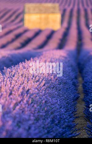 France, Alpes de Haute Provence, Parc Naturel Régional du Verdon, Puimoisson, maison en pierre au milieu d'un champ de lavande (lavandin) sur le Plateau de Valensole Banque D'Images