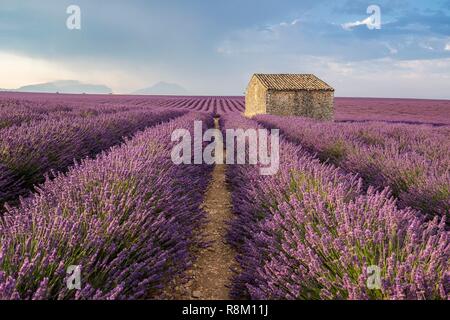 France, Alpes de Haute Provence, Parc Naturel Régional du Verdon, Puimoisson, maison en pierre au milieu d'un champ de lavande (lavandin) sur le Plateau de Valensole Banque D'Images