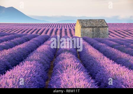 France, Alpes de Haute Provence, Parc Naturel Régional du Verdon, Puimoisson, maison en pierre au milieu d'un champ de lavande (lavandin) sur le Plateau de Valensole Banque D'Images