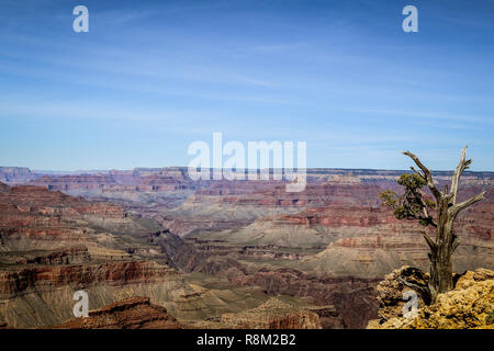 Lonely tree sur le bord d'une falaise dans le parc national du grand canyon Banque D'Images