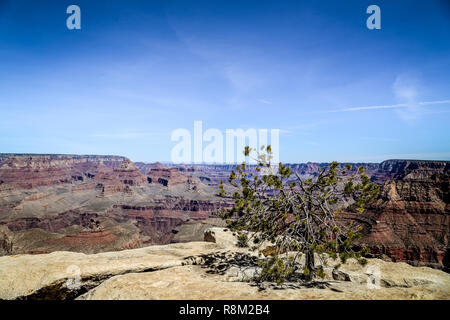 Lonely tree sur le bord d'une falaise dans le parc national du grand canyon Banque D'Images