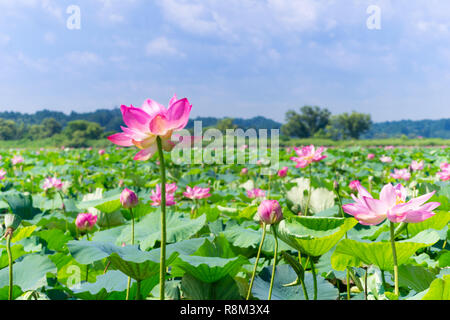 Vue sur la belle rose de floraison des fleurs de lotus dans le lac Uchinuma au Japon. Banque D'Images