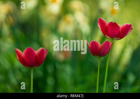 Close-up de belles tulipes rouges (Tulipa) sur un pré vert au printemps. Banque D'Images