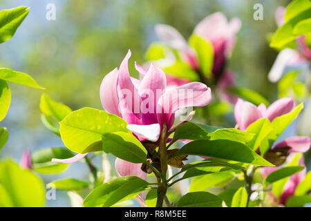 Close-up d'une belle fleur de Magnolia à fleurs avec des feuilles vertes sur une journée ensoleillée. Banque D'Images