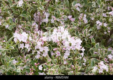 Weigela florida 'Variegata'. Banque D'Images