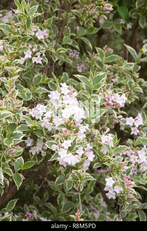 Weigela florida 'Variegata'. Banque D'Images