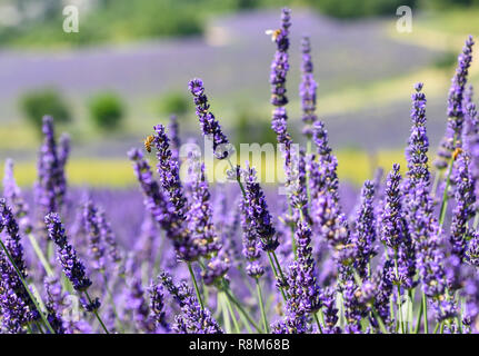 Les abeilles du miel de Lavande fleurs juste avant la récolte la récolte sur un beau jour de juin dans un champ près de Sault, Provence, France Banque D'Images