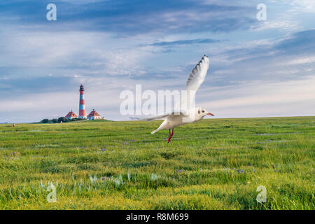 Mouette en Westerheversand Banque D'Images