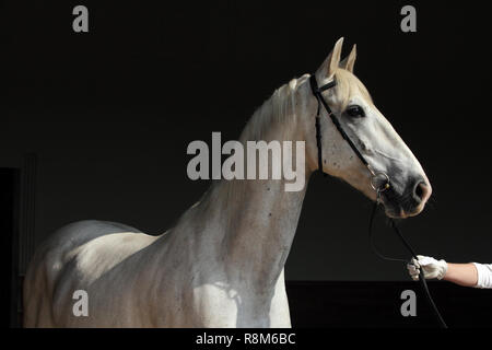 Cheval Espagnol pur ou pré, portrait contre fond clair Banque D'Images