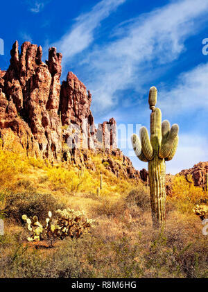 Un saguaro cactus dans le haut désert paysage de la Superstition Mountains, Arizona. Banque D'Images