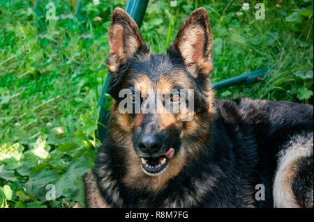 Berger allemand se trouve sur le terrain et se repose. Sans traitement. Banque D'Images