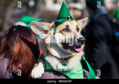 Portrait de chien assez doux, en vert, chapeau irlandais saint Patrick day. St.Patrick Day Banque D'Images