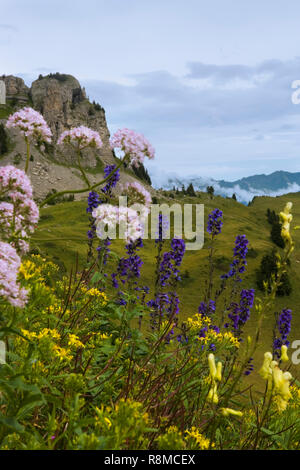 Le Botanischer Alpengarten Schynige Platte, à l'Oberland bernois, en Suisse, avec l'Oberberghorn dans l'arrière-plan Banque D'Images