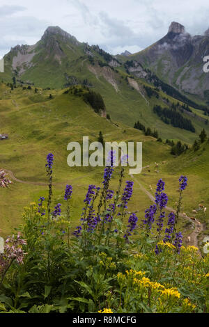 Le Botanischer Alpengarten Schynige Platte, à l'Oberland bernois, en Suisse, avec le Ussri Sägissa Loucherhorn et dans l'arrière-plan Banque D'Images