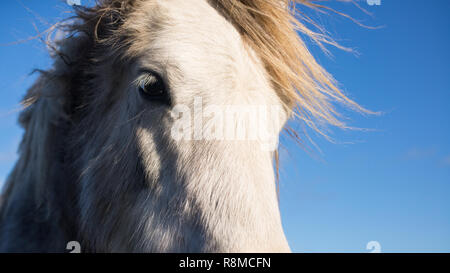 Close up portrait of white horse Banque D'Images
