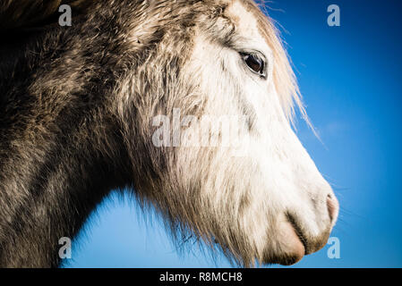 Close up portrait of white horse Banque D'Images