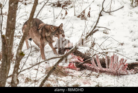 Gros gris, gris ou le loup mange carcasse d'un cerf. En milieu sauvage Bieszczady, Pologne. Le cerf a été tué la nuit précédente par wolf pack Banque D'Images