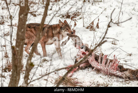 Gros gris, gris ou le loup mange carcasse d'un cerf. En milieu sauvage Bieszczady, Pologne. Le cerf a été tué la nuit précédente par wolf pack Banque D'Images