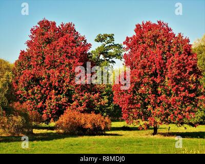 Deux belles 'gloire' Octobre les érables (Acer rubrum) avec feuillage automne rouge vif Banque D'Images