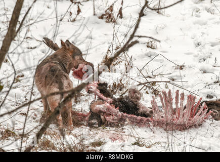 Gros gris, gris ou le loup mange carcasse d'un cerf. En milieu sauvage Bieszczady, Pologne. Le cerf a été tué la nuit précédente par wolf pack Banque D'Images