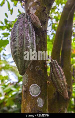 Pod fruits contenant les graines de cacao de plus en plus les branches d'un cacaoyer Indonésie - Bali. Banque D'Images