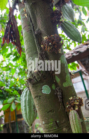 Pod fruits contenant les graines de cacao de plus en plus les branches d'un cacaoyer Indonésie - Bali. Banque D'Images