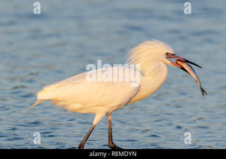 Aigrette rougeâtre forme blanche (Egretta rufescens) avec des poissons dans la bouche Banque D'Images